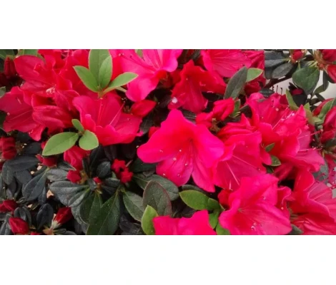 Azalea Japónica Roja