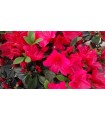 Azalea Japónica Roja