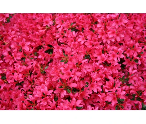 Azalea Japónica Roja