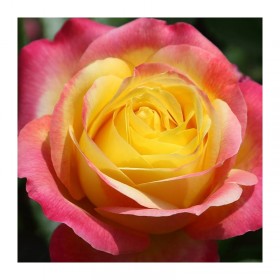 Rosal Oriental PEACE ® Meilland