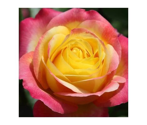 Rosal Oriental PEACE ® Meilland