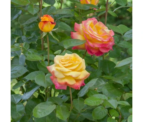 Rosal Oriental PEACE ® Meilland