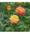Rosal Oriental PEACE ® Meilland