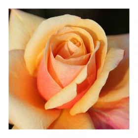 Rosal La Sardana® Fesarda