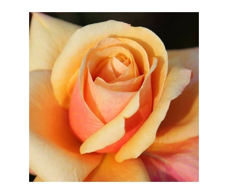 Rosal La Sardana® Fesarda