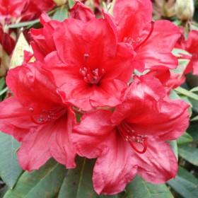 Arbusto Rhododendron Vulcan's Flame