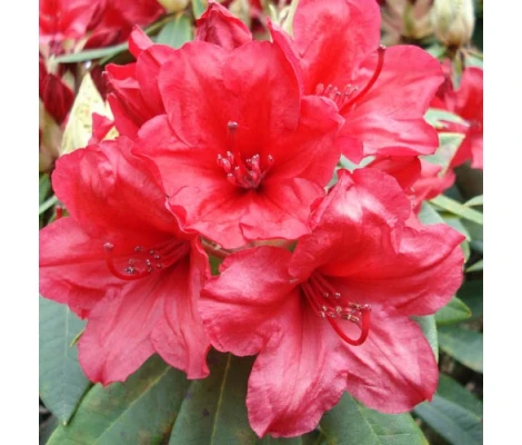 Arbusto Rhododendron Vulcan's Flame