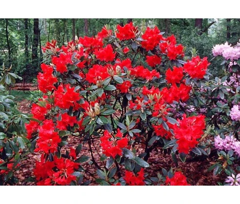 Arbusto Rhododendron Vulcan's Flame