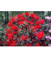 Arbusto Rhododendron Vulcan's Flame