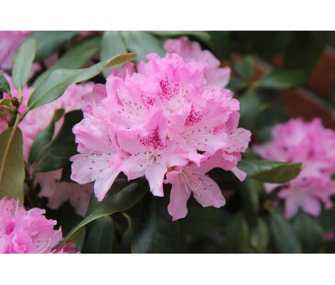 Arbusto Rhododendron Rosa Pink