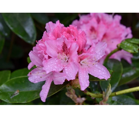 Arbusto Rhododendron Rosa Pink