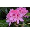 Arbusto Rhododendron Rosa Pink