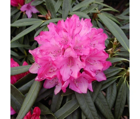 Arbusto Rhododendron Rosa Pink
