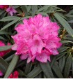 Arbusto Rhododendron Rosa Pink