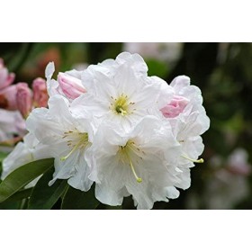 Arbusto Rhododendron Blanco