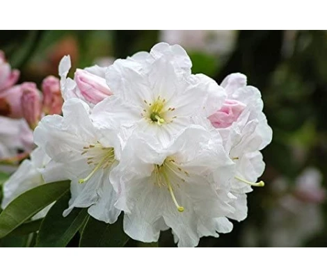 Arbusto Rhododendron Blanco