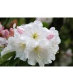 Arbusto Rhododendron Blanco