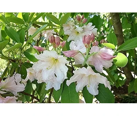 Arbusto Rhododendron Blanco