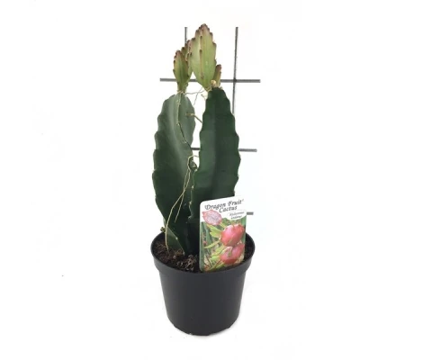 Pitahaya ( Fruta Del Dragón) Ø12 H35