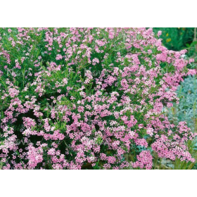 Arbusto Diosma Hirsuta "Pink Fountain" Maceta 2L