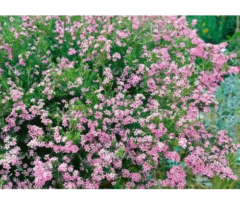 Arbusto Diosma Hirsuta "Pink Fountain" Maceta 2L