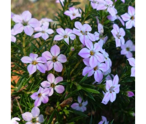 Arbusto Diosma Hirsuta "Pink Fountain" Maceta 2L