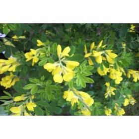 Arbusto Genista Porlock Maceta 3L  H20/30