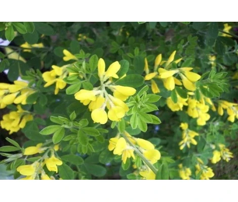 Arbusto Genista Porlock Maceta 3L  H20/30