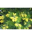 Arbusto Genista Porlock Maceta 3L  H20/30