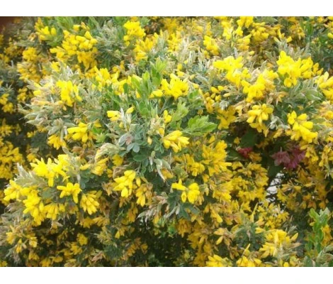 Arbusto Genista Porlock Maceta 3L  H20/30