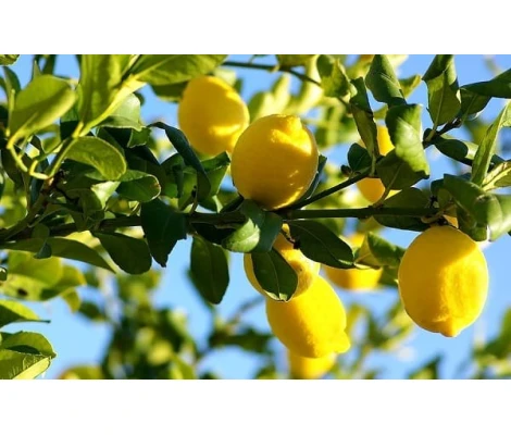 Limonero Cuatro Estaciones