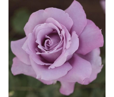 Rosal Azul Charles De Gaulle ® Meilland