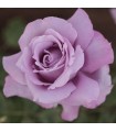 Rosal Azul Charles De Gaulle ® Meilland