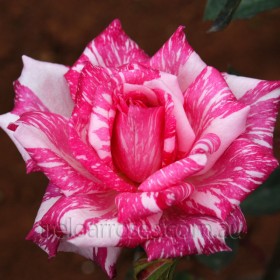Rosal Perfumado Candy Stripe