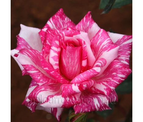 Rosal Perfumado Candy Stripe