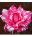 Rosal Perfumado Candy Stripe