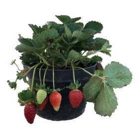 Planta De Fresas En Maceta