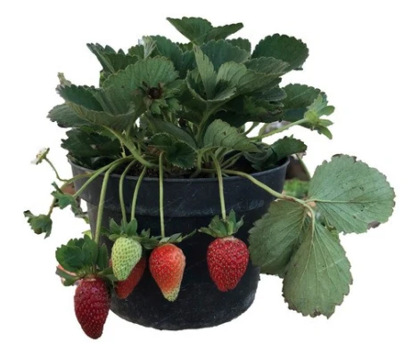 Planta De Fresas En Maceta