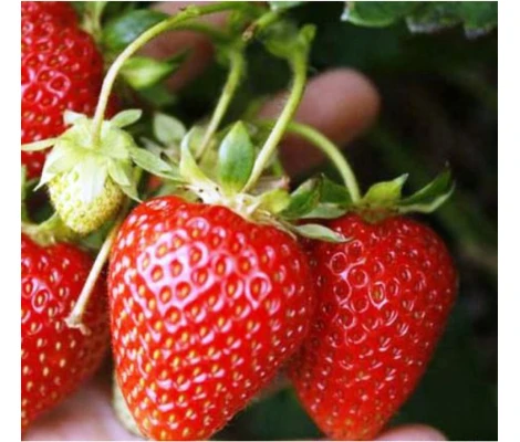 Planta De Fresas En Maceta