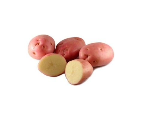 Rocalba Patata De Siembra Pregerminada Desirée Bandeja  100 Uds