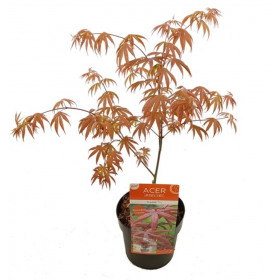 Acer Palmatum Starfish Ø19 cm H45 cm