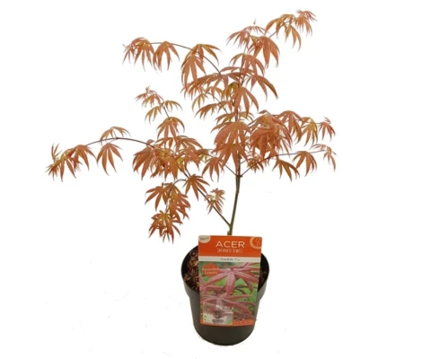 Acer Palmatum Starfish Ø19 cm H45 cm