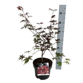 Acer Palmatum Moonfire  Ø23 cm H50 cm