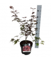 Acer Palmatum Moonfire  Ø23 cm H50 cm