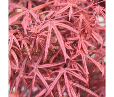 Acer Palmatum Starfish Ø19 cm H45 cm