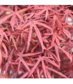 Acer Palmatum Starfish Ø19 cm H45 cm
