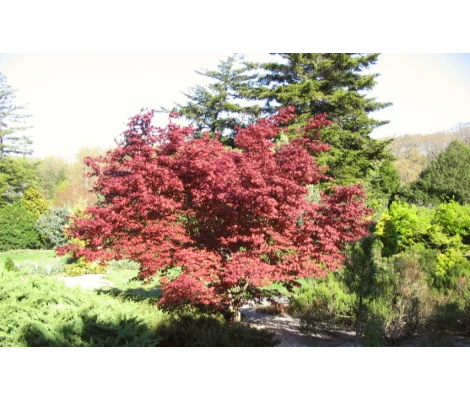 Acer Palmatum Moonfire  Ø23 cm H50 cm