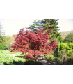 Acer Palmatum Moonfire  Ø23 cm H50 cm