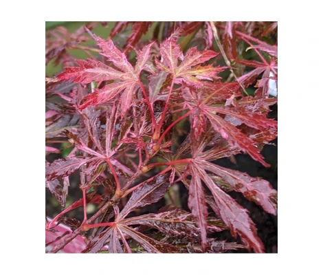 Acer Palmatum Extravaganza Ø19cm H40 cm