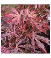 Acer Palmatum Extravaganza Ø19cm H40 cm